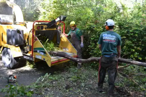 tree services St. Libory